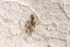 Scotina sp.